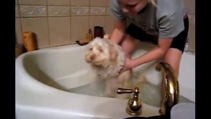 Dogs just don't want to bath - Funny dog bathing compilation_2