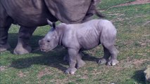 Baby Rhino Takes Charge at the San Diego Zoo Safari Park