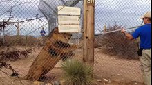 Affamé, le lion se jette sur son soigneur
