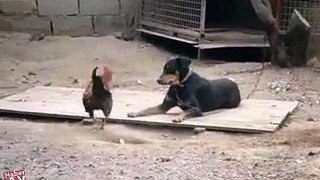 Dog and Rooster funny fighting video must watch