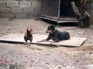 Dog and Rooster funny fighting video must watch