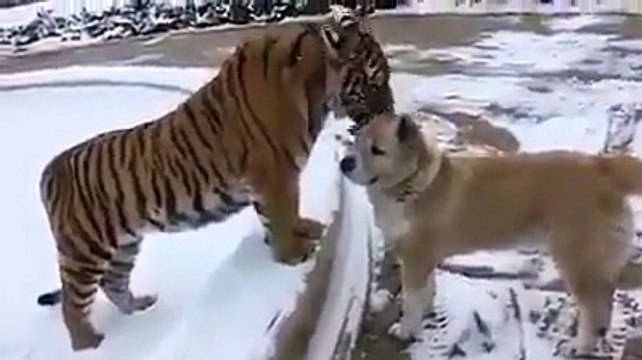 شیر کبھی کبھی ایسا بھی کرتا ہے ؟