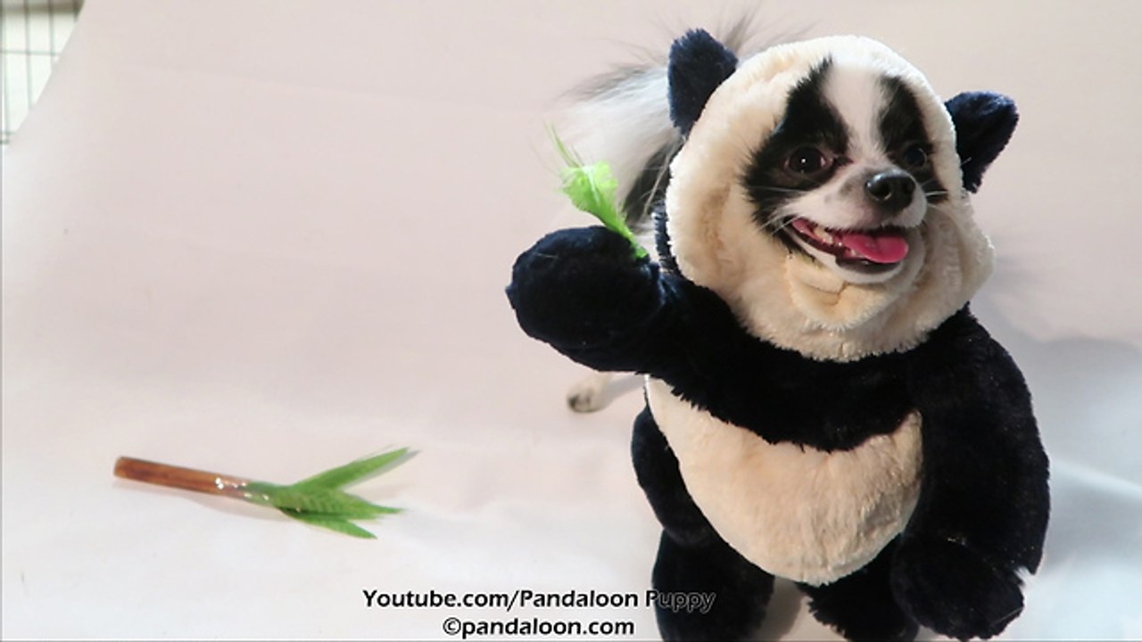 Dancing panda puppy dog will brighten your day