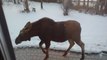 Wild moose walk right up to Canadian house!