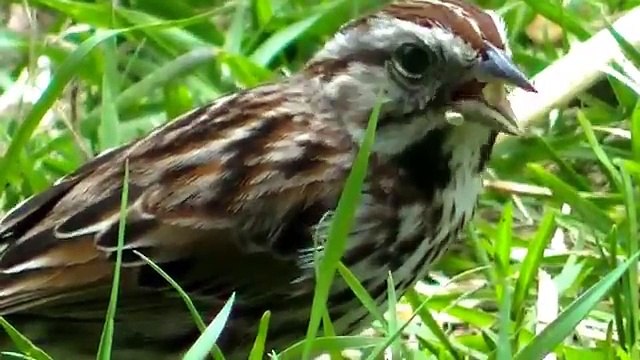 Wednesday Nature Beautiful in HD ! Some Stunning Clips of Birds in HD !