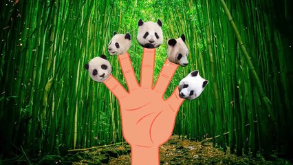 Finger Family Finger Family Panda Family Nursery Rhyme Animal Finger Family Bear Finger Family f