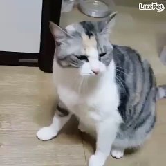 빵!하면 쓰러지는 고양이