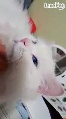 고르릉 푸른 눈의 이쁜 냥이