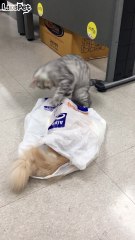 비닐봉투와 고양이