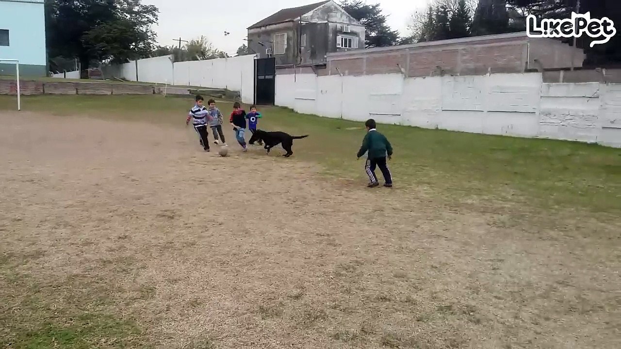 축구하는 강아지