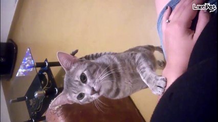 웃긴 냥이 영상 모음❤