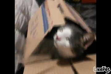 날 내버려둬라냥!