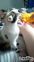 망고 먹방 찍는 냥이❤