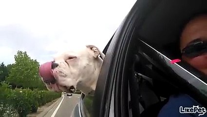 드라이브를 즐기는 강아지