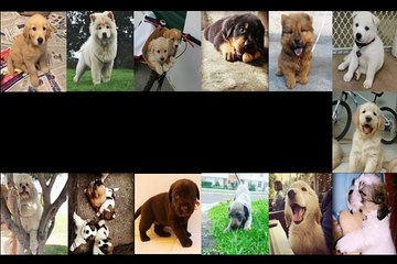 귀여운 동물 영상 모음❤