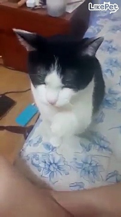 손이다냥