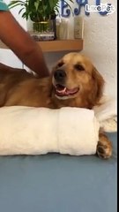 마사지받는 리트리버