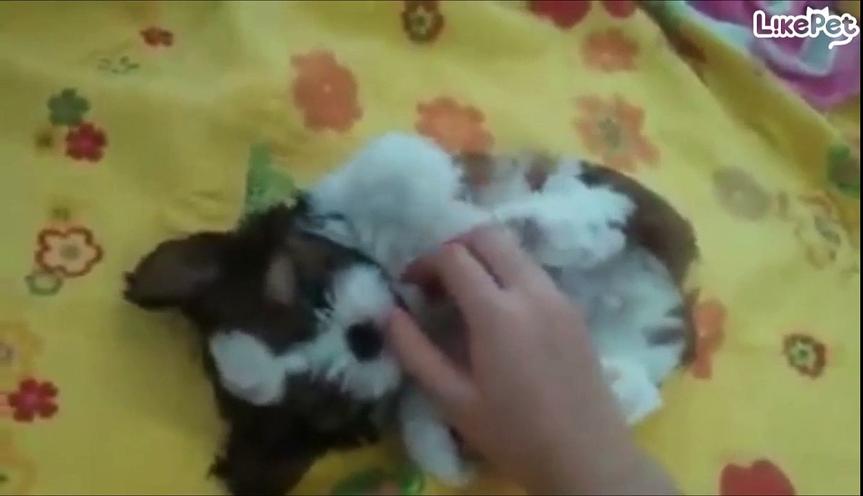 간질간질