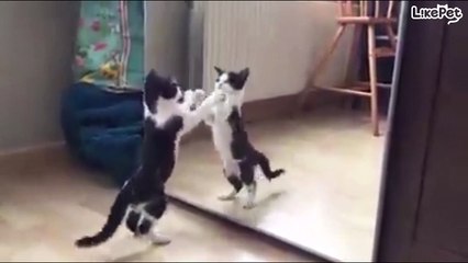웃긴 고양이 영상 모음