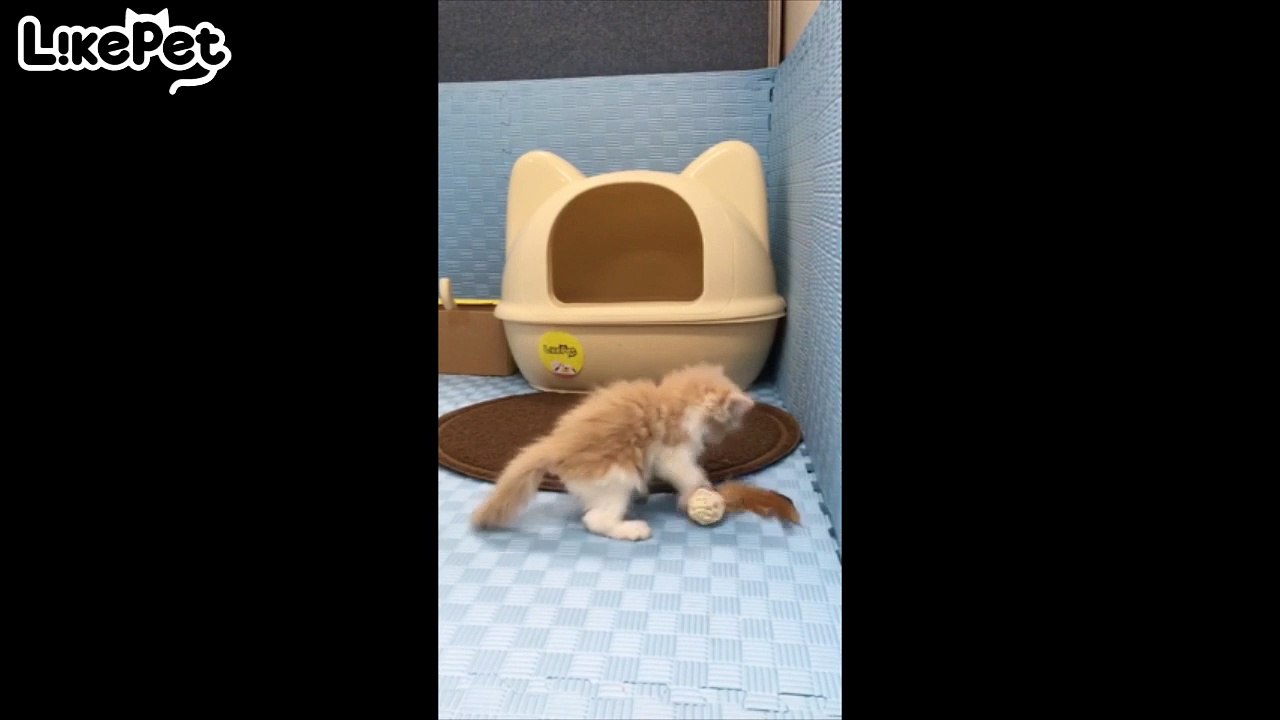 똥꼬발랄 디디