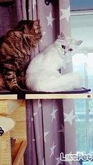 사이좋은 냐옹이들❤