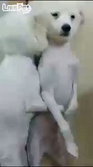 혼냈더니 둘이 저렇게 껴안고ㅋㅋㅋㅋ