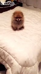 너무 예쁜 포메!인형인줄❤