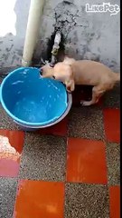 개터프하게 물먹는 리트리버