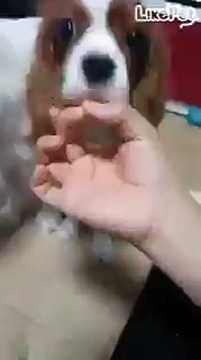코 주세요~!