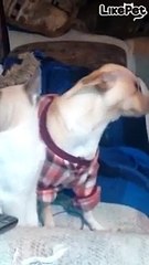 강아지 귀 핥아 주는 냥이❤