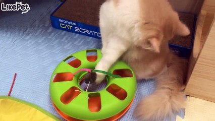 노는 거야? 그루밍 하는 거야?