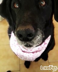 킁킁킁 예쁜 강아지코❤