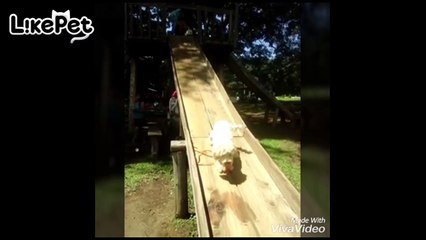 귀요미 영상 모음❤