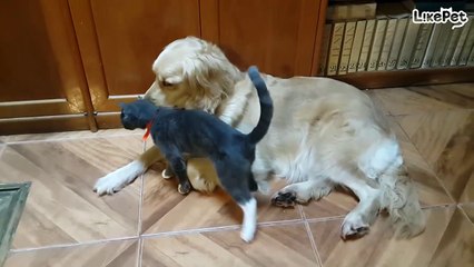 사이좋은 고양이와 리트리버