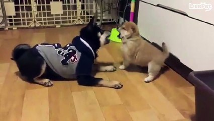 웃긴 뭉이 영상 모음