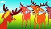Rudolph The Red Nosed Reindeer | christmas carols