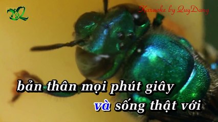 Tri Kỷ | Phan Mạnh Quỳnh | Karaoke Beat HD