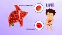 Liver - Human Body Parts - Pre School Know Your Body - Animated Videos For Kids