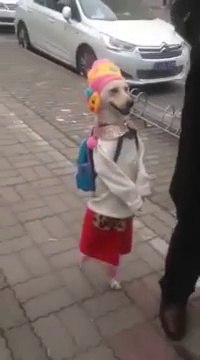 السعادة لمن استطاع اليها سبيلا ... انظروا لهذه الكلبة كيف تتبخر واثقة الخطوة تمشي ملكا