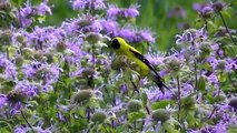 STUNNING Lebanon Hills Regional Park 100s of clips ,birds, nature, wildlife !