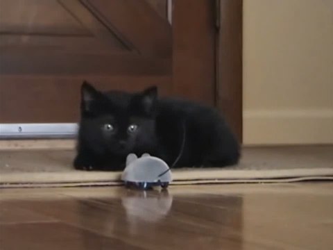 Funny Scared Cats Compilation! | Epic Funny Scared Cats Compilation! Epic Funny Cats!