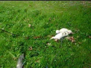 Promenade au Parc d'Harfleur 2