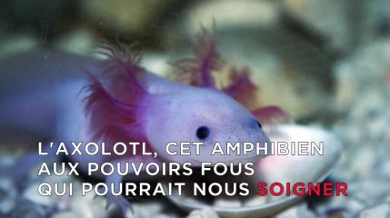 L'axolotl, cet amphibien aux pouvoirs fous qui pourrait nous soigner
