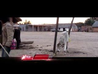 Investigación especial: caminando entre wixárikas | parte 3