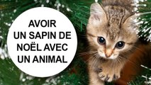 [Conseil véto] Avoir un sapin de Noël avec un chat ou un chiot