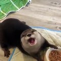 Cette loutre domestique adorable mange ses croquettes