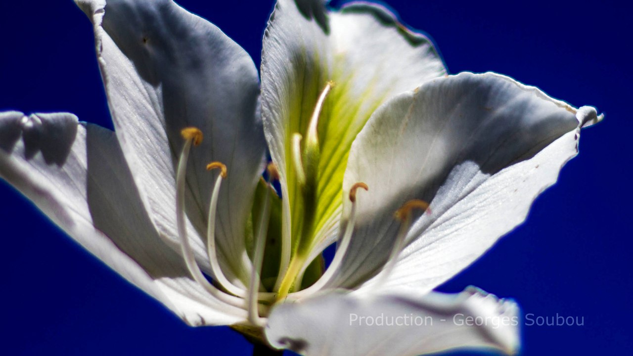 Bauhinia Purpurea Blanc - Association KRTW.