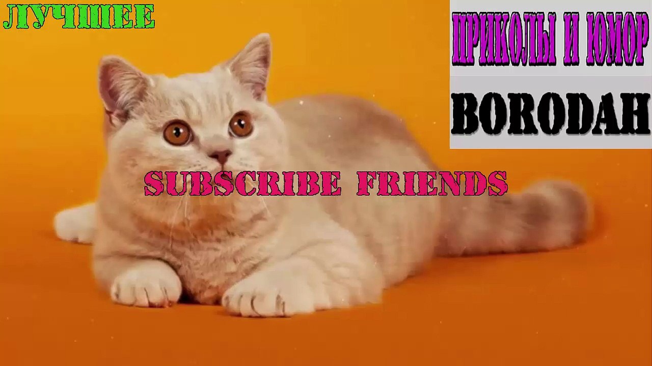 Смешные Видео со всего мира - Funny Videos from around the world
