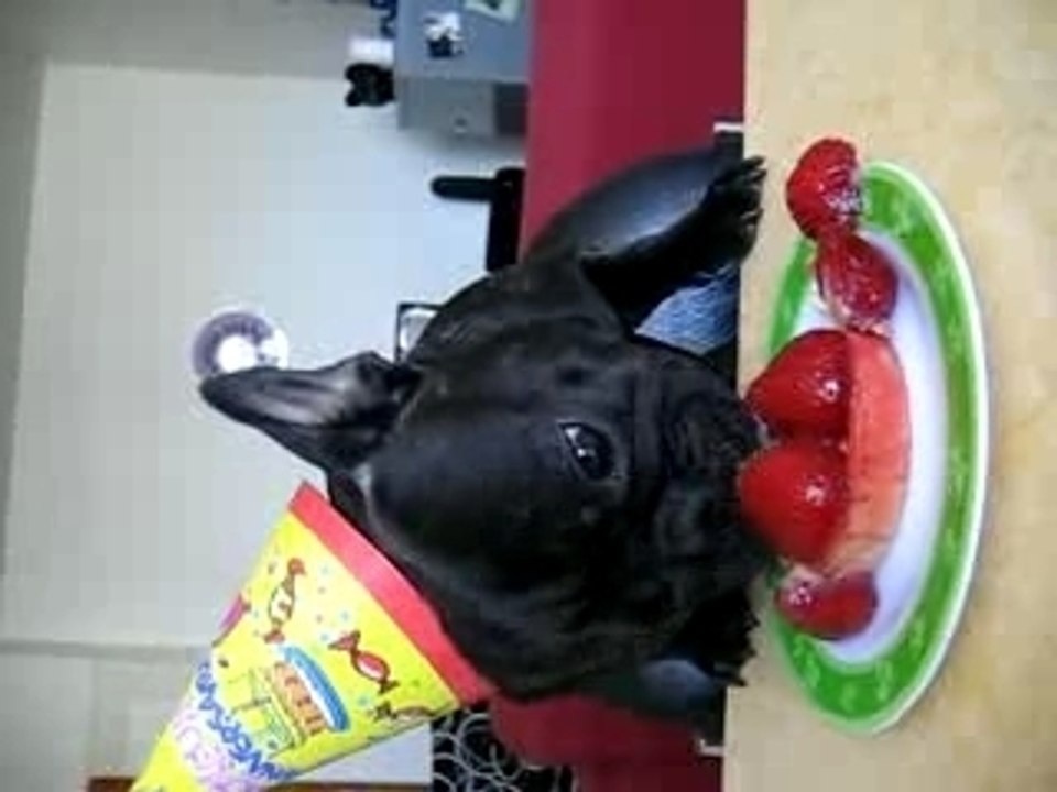 bouledogue anniversaire