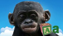The Alphabet Song chimp